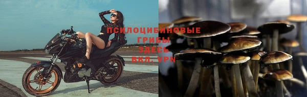 прущие грибы Магадан