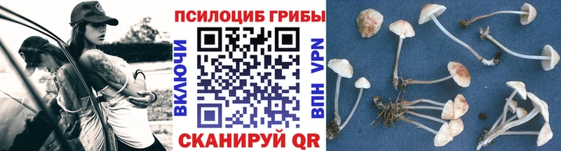 МЕГА как войти  Новотитаровская  Галлюциногенные грибы Psilocybe 